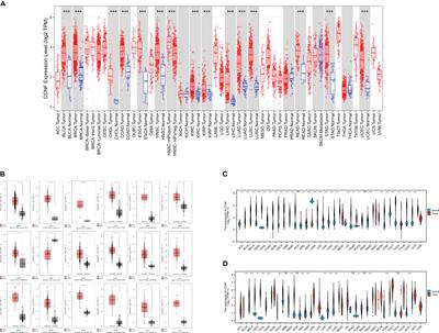 CCNF is a potential pancancer biomarker and immunotherapy target